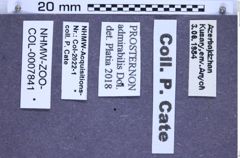 Etiketten zu Prosternon admirabilis (NHMW-ZOO-COL-0007841)